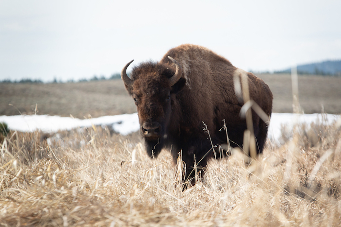 Бизон 2021. Wild Bison charge Slot.