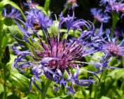 single Cyanus montanus blooming