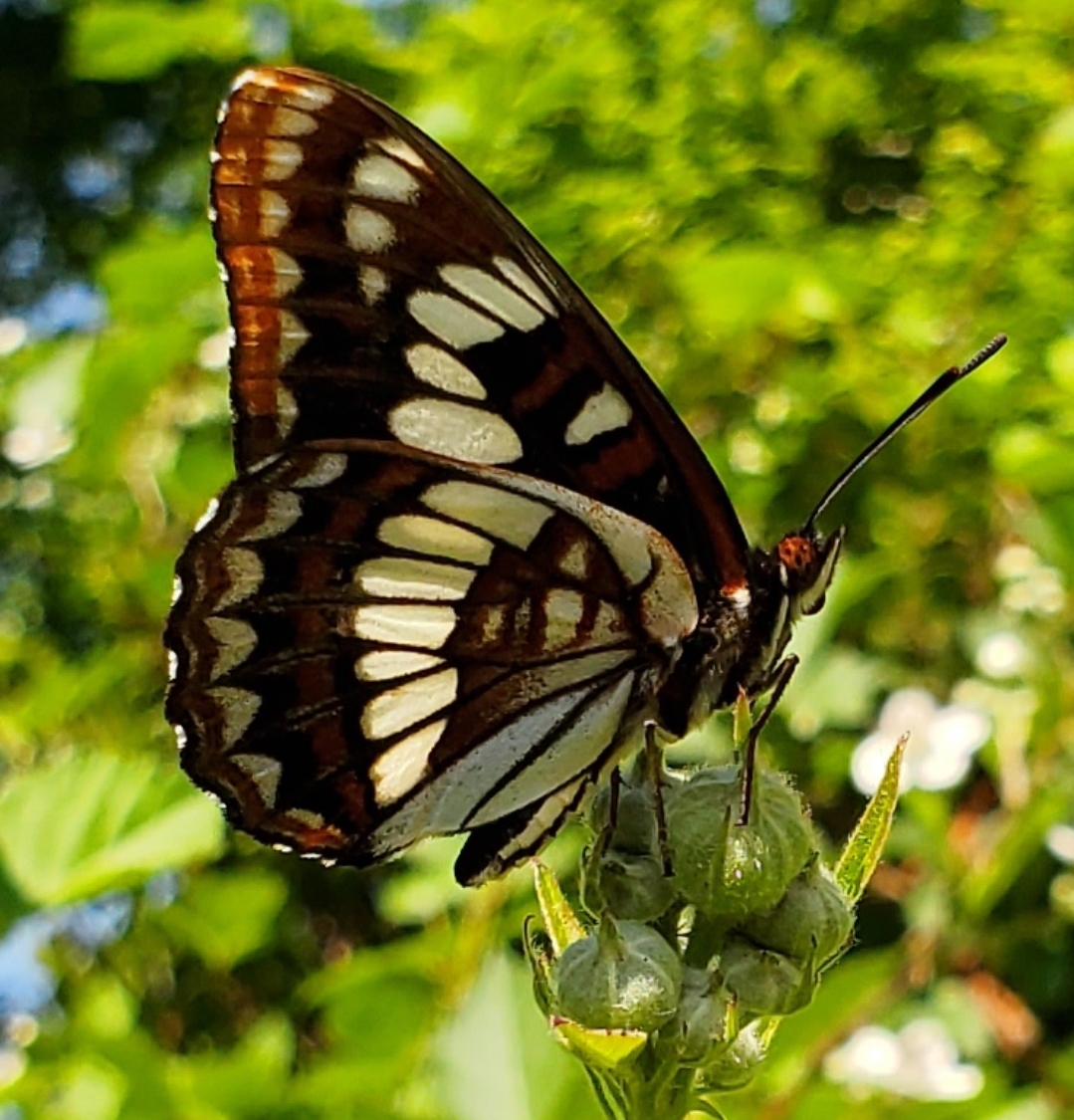 lorquin's admiral butterfly