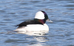 Bufflehead