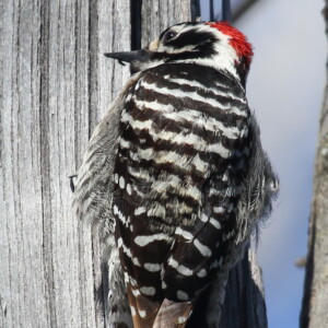 Nuttall's Woodpecker