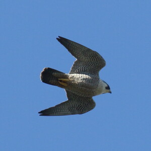 Peregrine Falcon