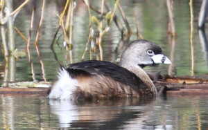 Pied-billed Grebe