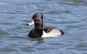 Ring-necked Duck-male