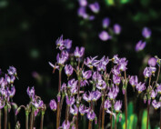 shooting star flowers, photo by Mike Hupp