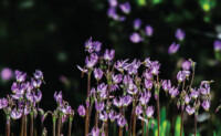 shooting star flowers, photo by Mike Hupp