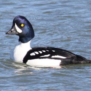 Barrows Goldeneye-male